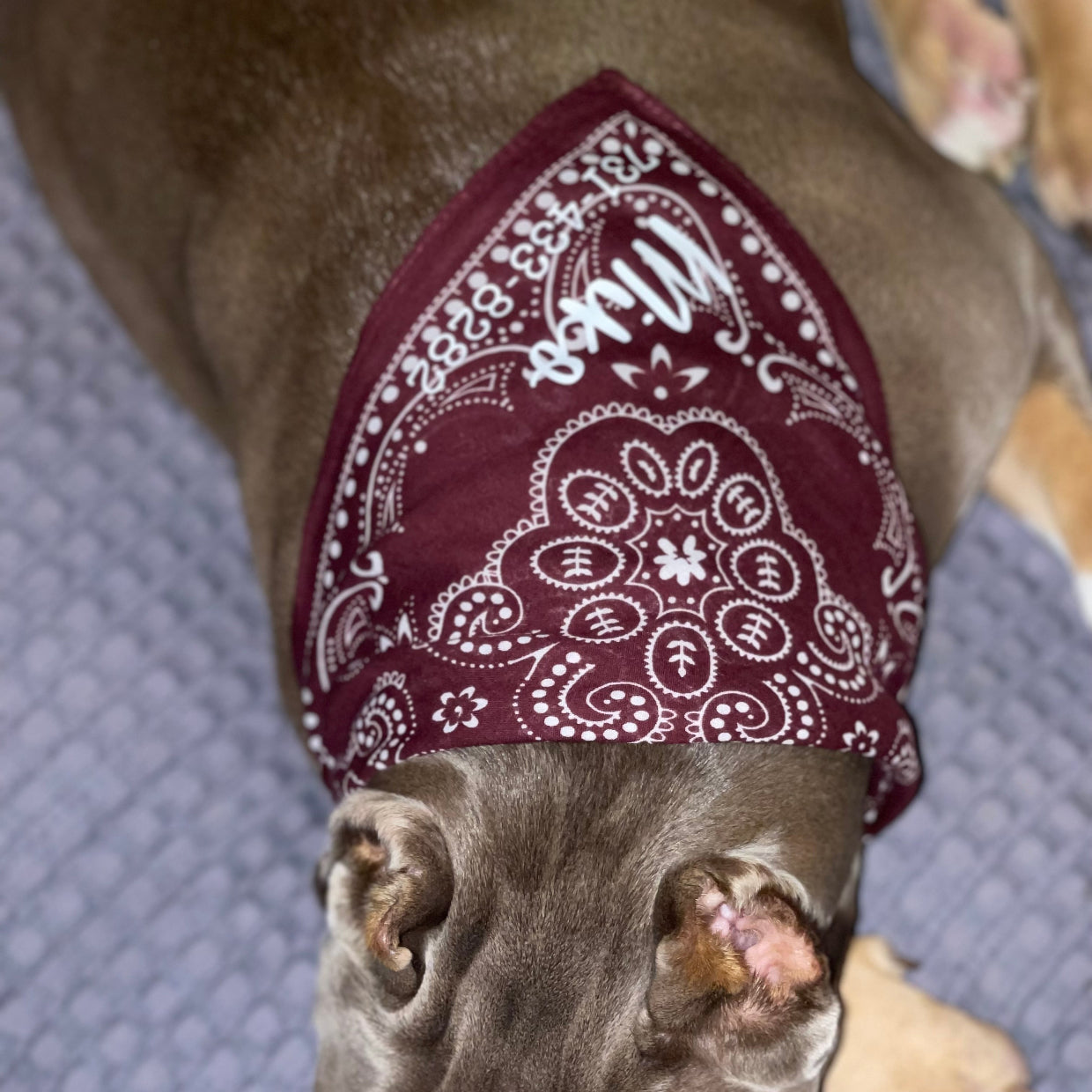 Dog Bandanna - Personalized